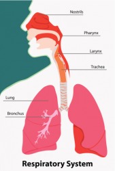 Illustration of the respiratory system including the pharynx. Illustration of the respiratory system including the pharynx.