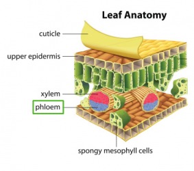 Illustration of leaf anatomy Illustration of leaf anatomy