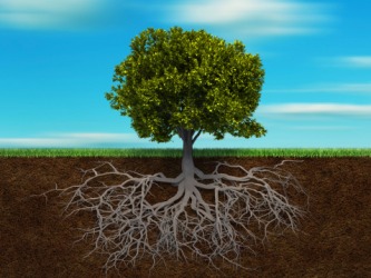 The deep rooted tree is a phreatophyte. The deep rooted tree is a phreatophyte.