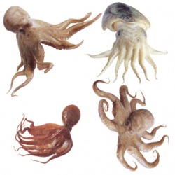 The octopus is in the phylum classification called Molluska. The octopus is in the phylum classification called Molluska.