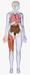 An illustration of the physiology of the human body. An illustration of the physiology of the human body.