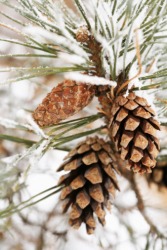 Pinecones on a pine tree. Pinecones on a pine tree.