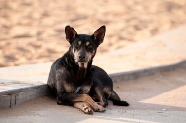 A pitiful stray dog A pitiful stray dog