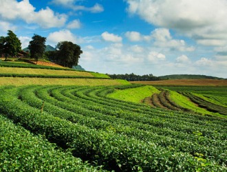 Tea plantation Tea plantation