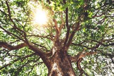 A sycamore tree A sycamore tree