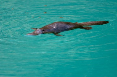 A platypus swimming. A platypus swimming.
