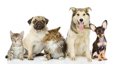 Cats and Dogs Cats and Dogs