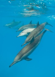 A pod of dolphins. A pod of dolphins.