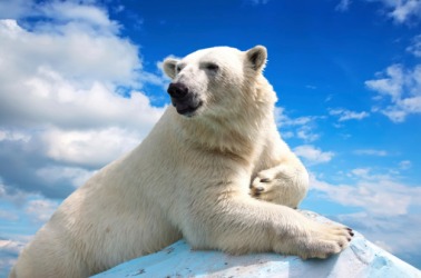 Polar Bear Polar Bear