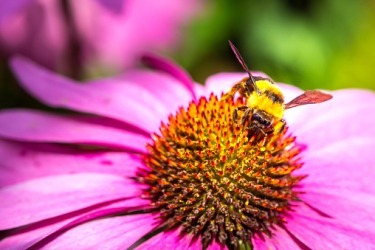 A bee pollinating a flower. A bee pollinating a flower.