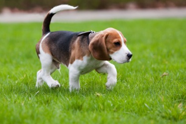An adorable beagle pooch walking in the grass. An adorable beagle pooch walking in the grass.