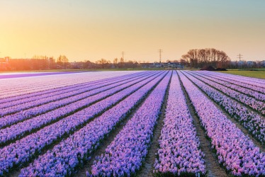 Sunset over fields of daffodils Sunset over fields of daffodils