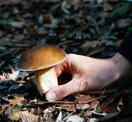 A porcino mushroom in the woods. A porcino mushroom in the woods.
