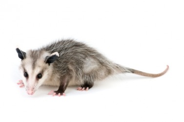 Possum Possum
