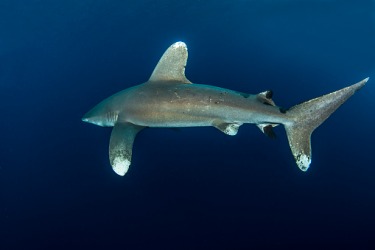 Dorsal fin of a shark Dorsal fin of a shark