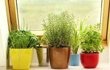 Potted herbs on a windowsill. Potted herbs on a windowsill.