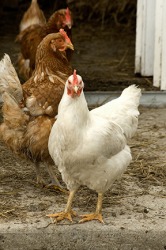 Hens on a farm Hens on a farm