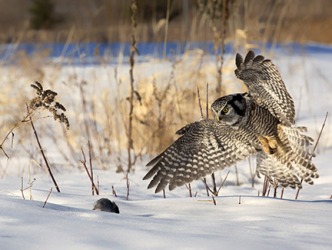 An owl preying on a mouse. An owl preying on a mouse.