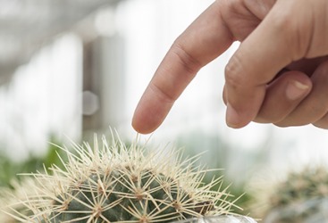 A woman about to prick her finger on a cactus. A woman about to prick her finger on a cactus.