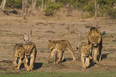 A pride of lions A pride of lions