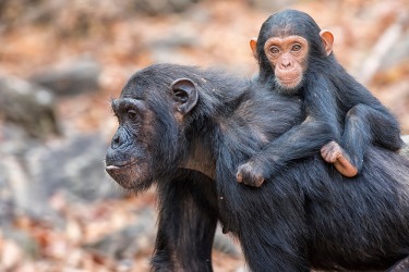 A mother and baby chimpanzee. A mother and baby chimpanzee.
