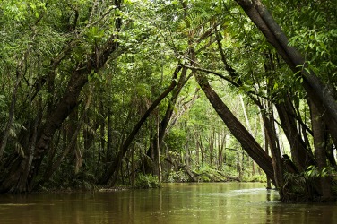 Igarapé in the Brazilian Amazon Igarapé in the Brazilian Amazon