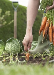 Harvesting carrots from the garden Harvesting carrots from the garden