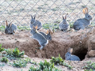 A plague of wild rabbits in Spain. A plague of wild rabbits in Spain.