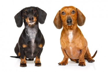 A pair of dachshunds. A pair of dachshunds.