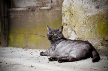 An alley cat. An alley cat.