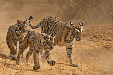 The tigers prowl for their next meal. The tigers prowl for their next meal.