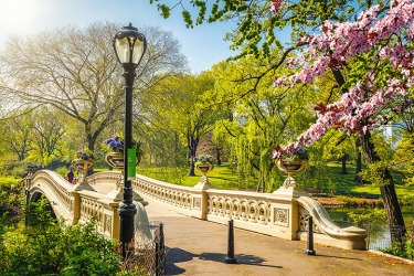 Bow bridge in Central park on a sunny spring day, New York City Bow bridge in Central park on a sunny spring day, New York City
