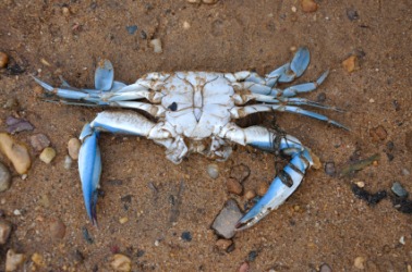 A blue-crab on the sand. A blue-crab on the sand.