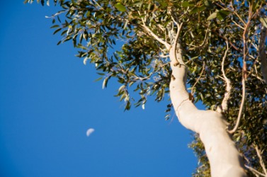 A blue gum tree. A blue gum tree.