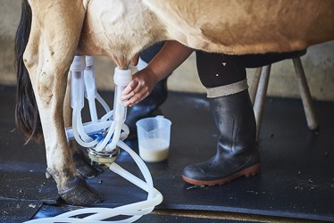 A pump used to milk a cow. A pump used to milk a cow.
