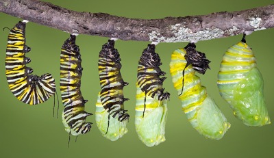 This image shows the process in which a caterpillar forms into a pupa. This image shows the process in which a caterpillar forms into a pupa.