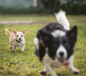 The chihuahua pursues the border collie. The chihuahua pursues the border collie.