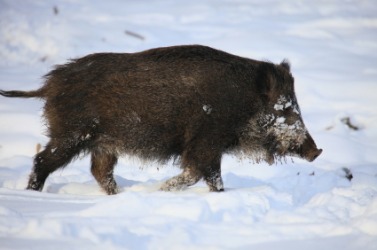 A wild boar. A wild boar.