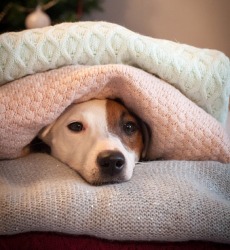 Ziggy's reaction to thunderstorms is to hide under the blankets. Ziggy's reaction to thunderstorms is to hide under the blankets.
