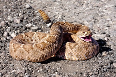 She was wondering it was a rubber snake, but she knew it was real when she heard it's tail rattle. She was wondering it was a rubber snake, but she knew it was real when she heard it's tail rattle.