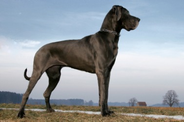 A Great Dane is also called a boarhound. A Great Dane is also called a boarhound.