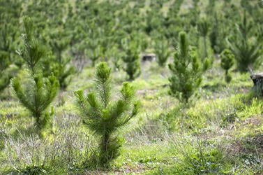 After many years of deforestation, there was a reclamation of the land with the planting of pine saplings. After many years of deforestation, there was a reclamation of the land with the planting of pine saplings.