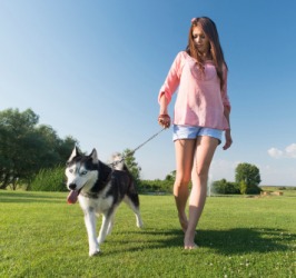 Nicole takes her Siberian Husky to the dog park for recreation. Nicole takes her Siberian Husky to the dog park for recreation.