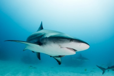 Sharks have the ability to continuously regenerate their teeth throughout their lifetime. Sharks have the ability to continuously regenerate their teeth throughout their lifetime.