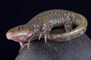 A salamander's regeneration capabilities include regrowing body parts such as limbs and even organs. A salamander's regeneration capabilities include regrowing body parts such as limbs and even organs.