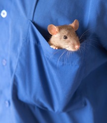 Smitty, a pocket size rat, enjoys trips to the pet store with his owner Larry. Smitty, a pocket size rat, enjoys trips to the pet store with his owner Larry.