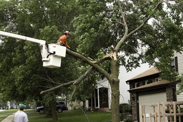 The lightening bolt rended the branch from the tree during the violent thunderstorm last night. The lightening bolt rended the branch from the tree during the violent thunderstorm last night.