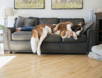 Renee's sister's couch was only a temporary residence until she could find a suitable apartment for herself and her dog Baxter. Renee's sister's couch was only a temporary residence until she could find a suitable apartment for herself and her dog Baxter.