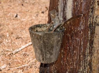 Pine resin is harvested and can be used for treating burns and sores. Pine resin is harvested and can be used for treating burns and sores.