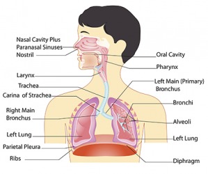 The respiratory system takes oxygen that you breathe from the air and distributes it throughout the body. The respiratory system takes oxygen that you breathe from the air and distributes it throughout the body.